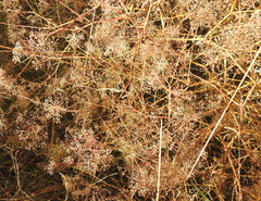 Falcaria vulgaris