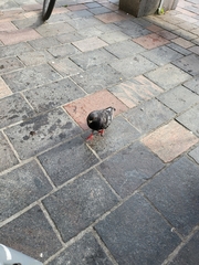 Columba livia domestica