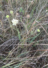 Scabiosa ochroleuca