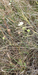 Scabiosa ochroleuca