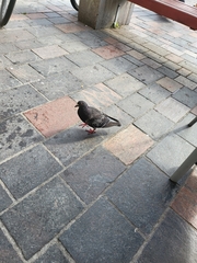 Columba livia domestica