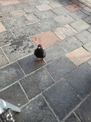 Columba livia domestica