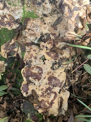 Pseudoinonotus dryadeus