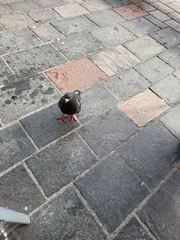 Columba livia domestica