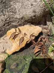 Pseudoinonotus dryadeus