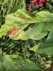 Pokeweed mosaic virus