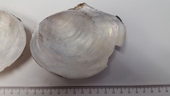 Utterbackiana suborbiculata