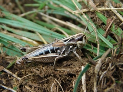 Stenobothrus apenninus