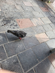 Columba livia domestica