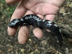 Ambystoma opacum