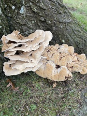 Bondarzewia berkeleyi