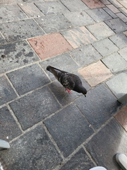 Columba livia domestica