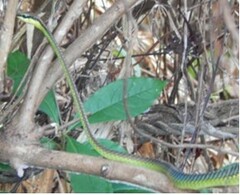 Dendrelaphis formosus