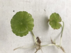 Hydrocotyle verticillata