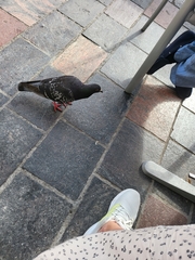 Columba livia domestica