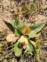 Colchicum capense ciliolatum