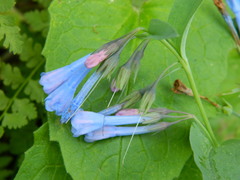 Mertensia oblongifolia