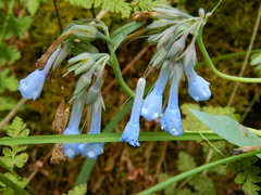 Mertensia oblongifolia