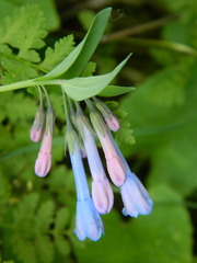 Mertensia oblongifolia