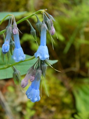 Mertensia oblongifolia