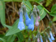 Mertensia oblongifolia