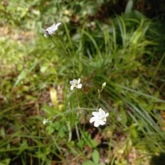 Cerastium pauciflorum