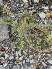 Ulex