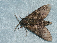Dolbina tancrei