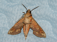 Rhagastis mongoliana