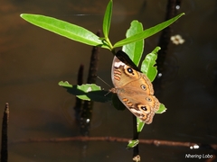 Junonia neildi