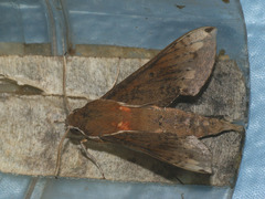 Rhagastis mongoliana