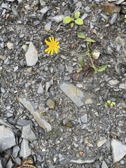 Hieracium maculatum