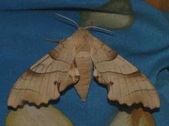 Marumba quercus