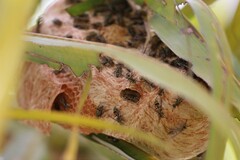 Protopolybia exigua