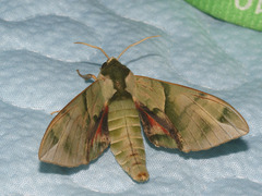 Callambulyx tatarinovii