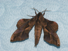 Phyllosphingia dissimilis