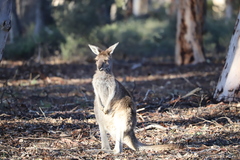 Macropus fuliginosus