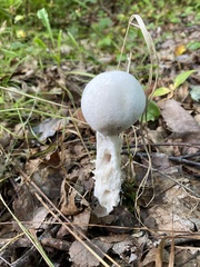 Hypomyces hyalinus