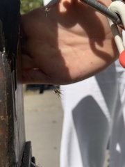 Zygiella x-notata