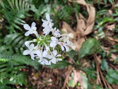 Calanthe triplicata