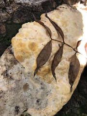 Pseudoinonotus dryadeus