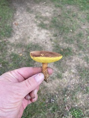 Aureoboletus