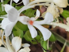 Calanthe triplicata
