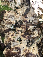 Pseudoinonotus dryadeus