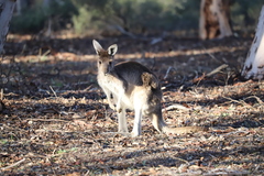 Macropus fuliginosus