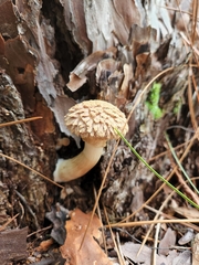 Boletellus ananas image