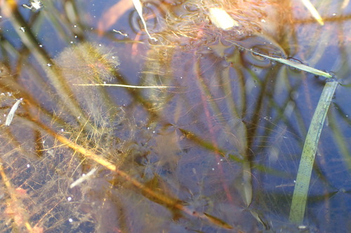 Image of Myriophyllum farwellii by no rights reserved