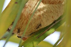 Protopolybia exigua