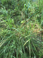 Phalaris arundinacea