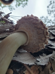 Boletellus ananas image